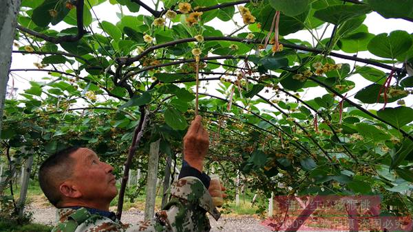 贵州贵长猕猴桃基地的猕猴桃花粉销售名片和“国果”推向世界各地