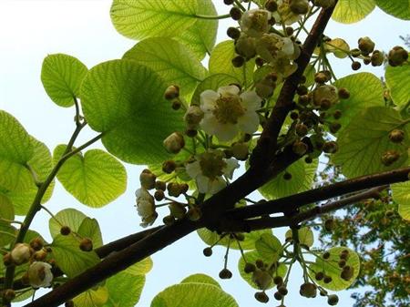 贵州遵义东红猕猴桃基地提前就准备好了花粉解决人工授粉的难题
