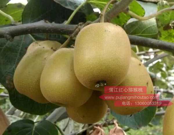 四川西部红心猕猴桃种植品种介绍 依顿一号