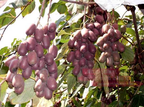 我个人对于现在软枣猕猴桃行业发展的一点绰见 小众品种没有市场规模种植终是徒劳