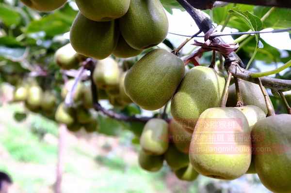 红心猕猴桃种植技术专业合作社都要下乡农药
