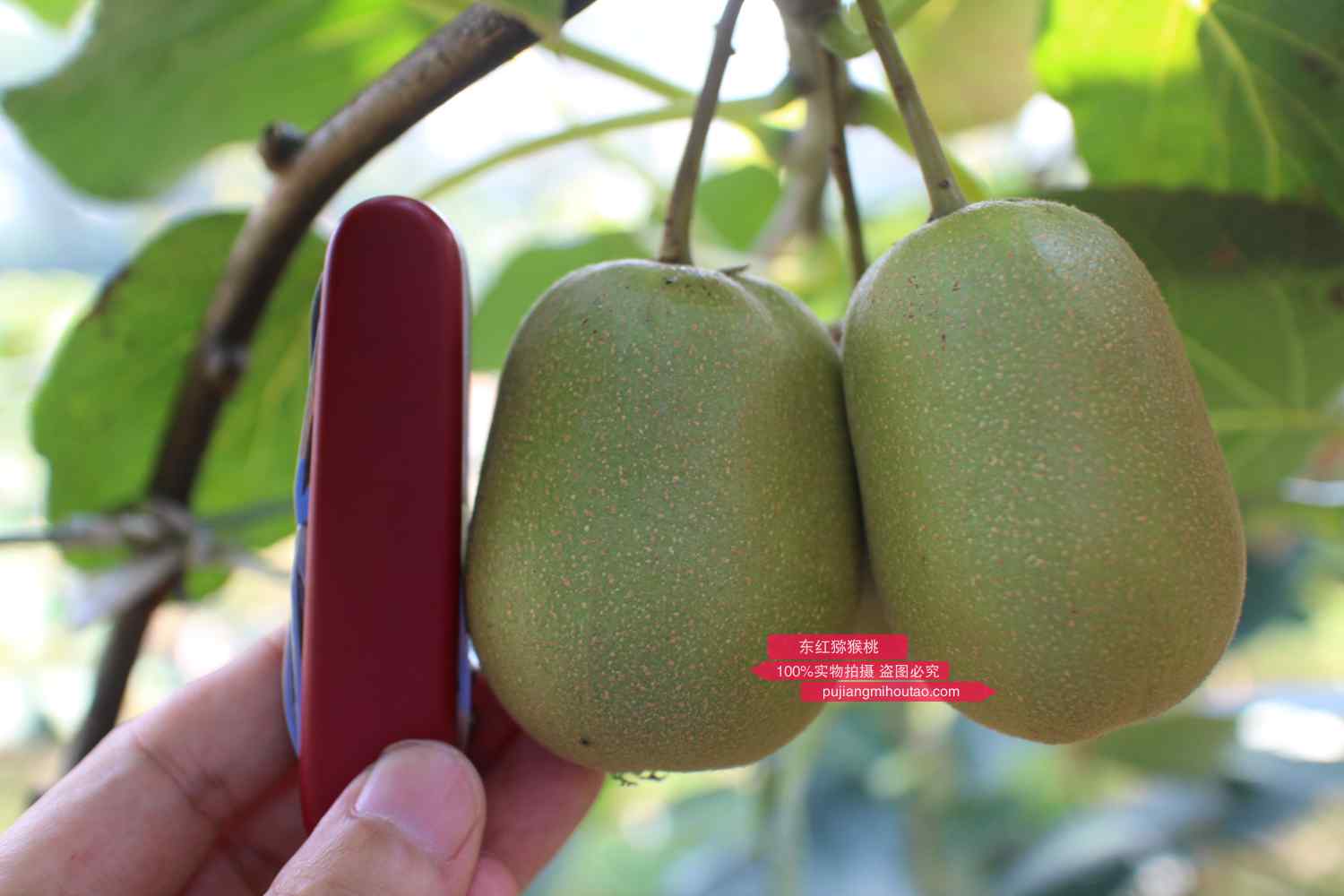 东红猕猴桃种植几年可以挂果可进行称量