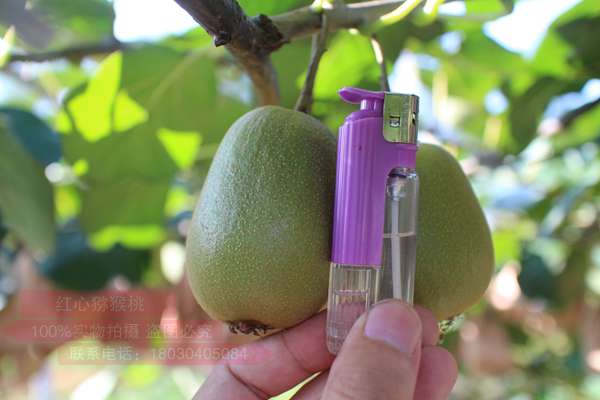 新西兰的猕猴桃因品质优越而出口到了70多个国家