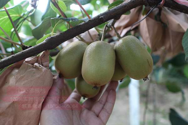 新西兰猕猴桃为什么要叫奇异果呢？