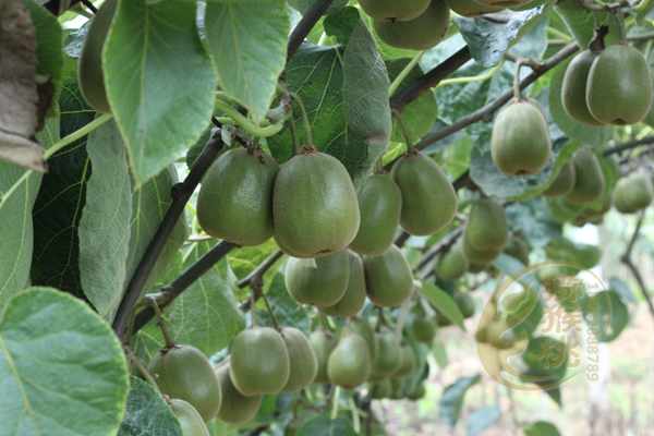 贵州和四川极大地提升了红阳猕猴桃的品质