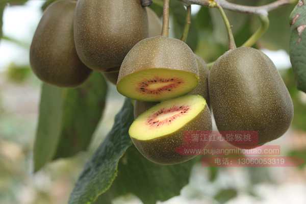 “红阳”猕猴桃在云南的引种表现及栽培技术