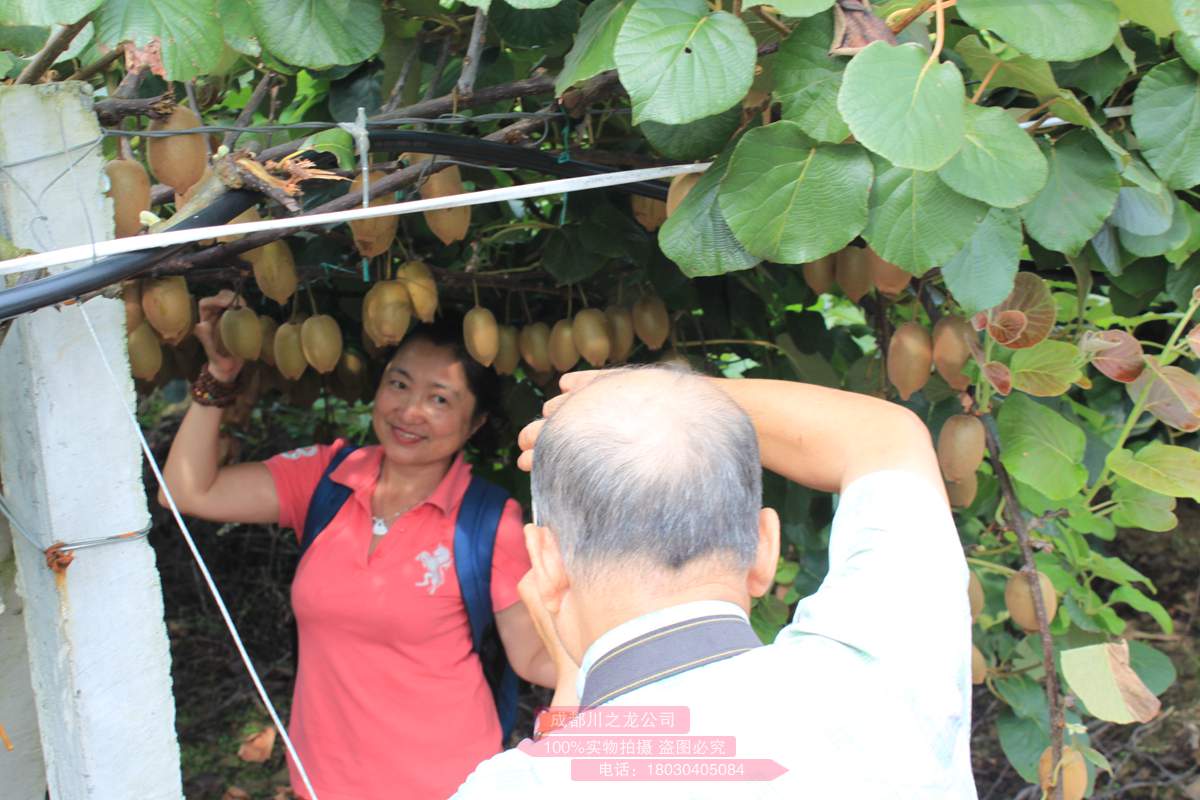 成都郊区最甜的猕猴桃种植基地已经开始采摘了
