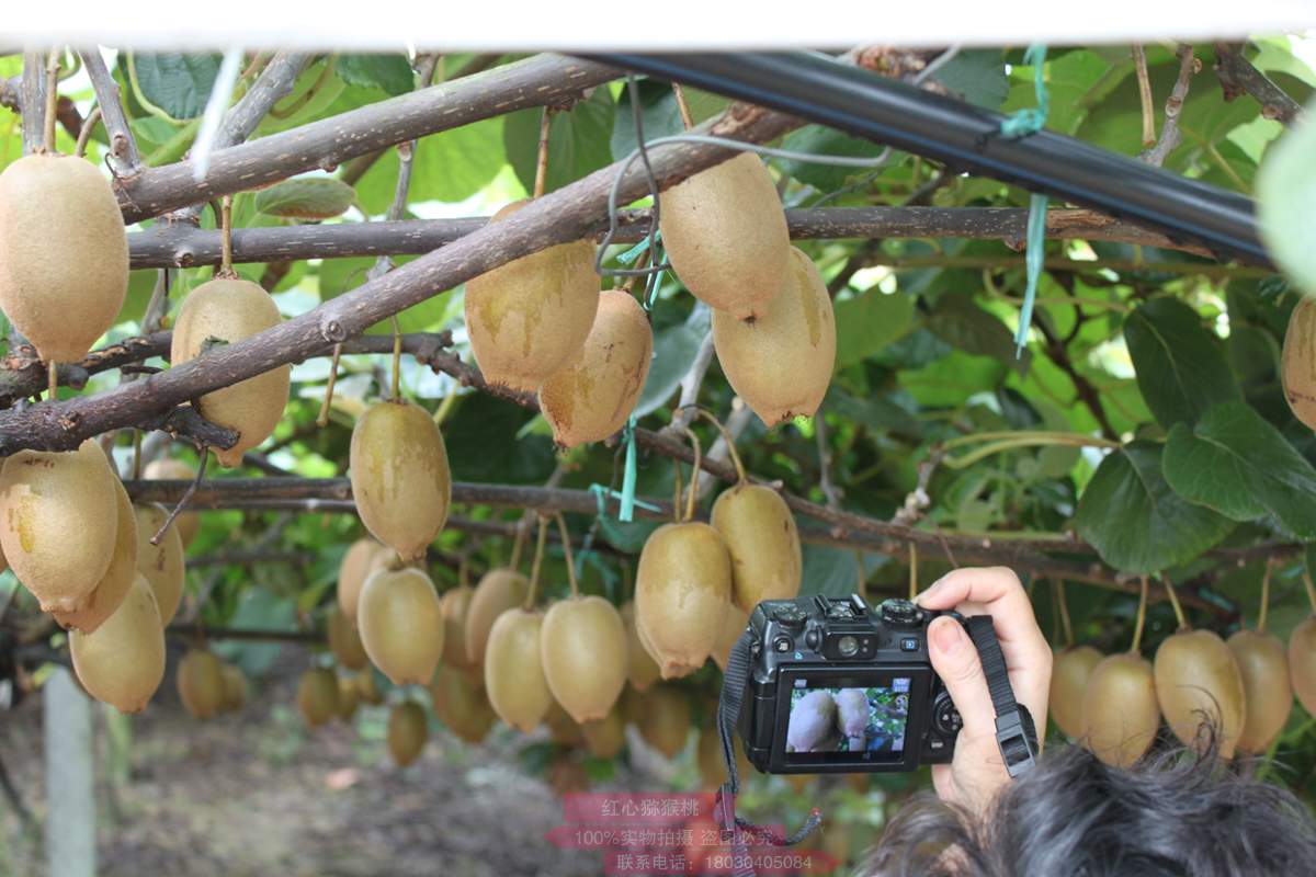 贵州修文猕猴桃9月底进入采摘季 产品创新显效益