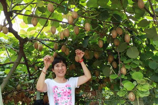 西安市农业有机猕猴桃花粉运输到果树的短枝上时