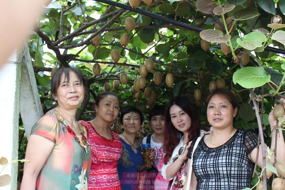 四川山区发展红心奇异果 每斤买到二三十元