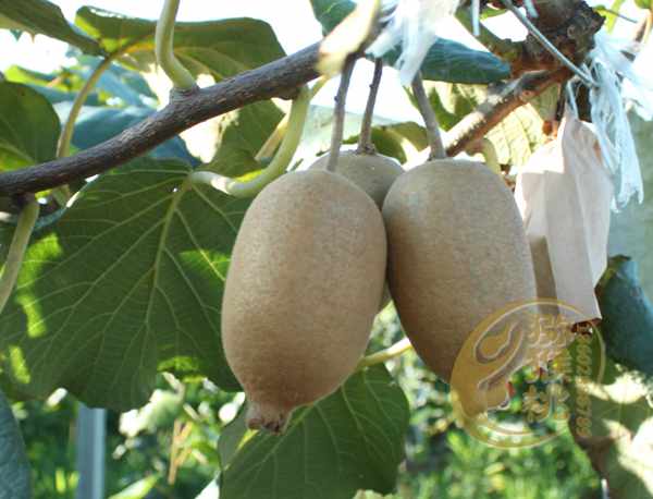 第三年的阳光金果猕猴桃单株产量多少斤专业