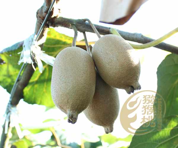 贵州遵义的有机猕猴桃种植者在此基础上成立了协会
