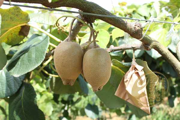 基地的2019年红心猕猴桃最好的品种多少钱一斤技术作为