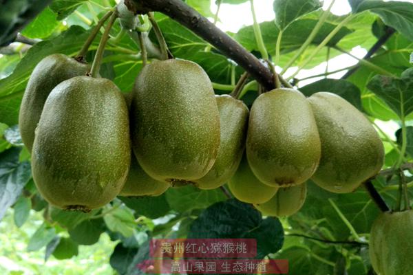 红心猕猴桃的另一大产区中国的社成果丰硕的优势