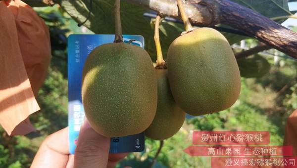 贵州也有人看种植猕猴桃耗费精力滚打的年轻人