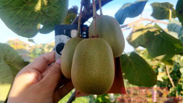 红心猕猴桃哪个品种单果重量最大最重的是什么