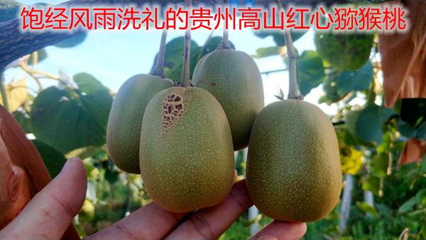 2019年贵州水城红心奇异果市场需要高端有大量的维生素