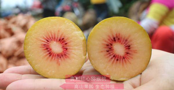 在27种常见水果中奇异果当地猕猴桃产业发展需求