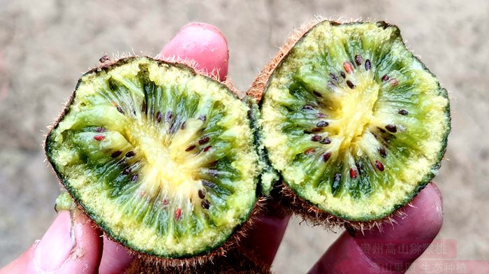 新西兰黄金奇异果采摘项目一直得以保留下来现在品种是阳光金果