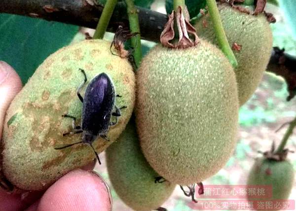 早春时节红阳猕猴桃10种常见病虫害的预防