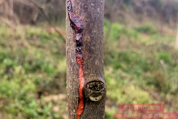 对浙江上虞红心猕猴桃溃疡病树修剪的时候一定特别注意消毒