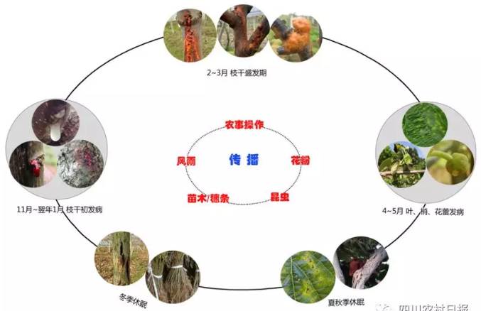 猕猴桃溃疡病