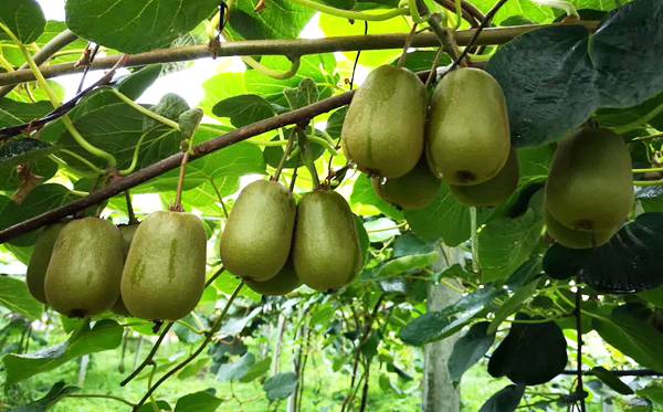 保持东红猕猴桃的品种结构和内在品质大幅提升