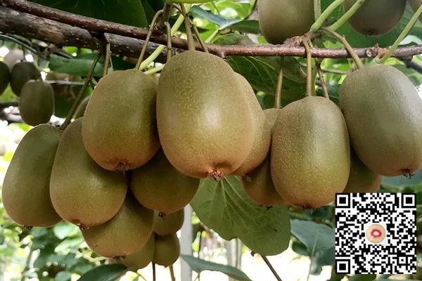 种植黄金奇异果猕猴桃的效益好成立广西播州区