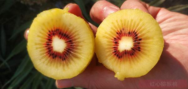 有机食品“CUSTMO金玉”黄心猕猴桃价格要一百元一斤