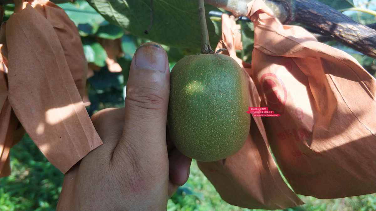 果实重量最大的黄心猕猴桃品种是阳光金果吗