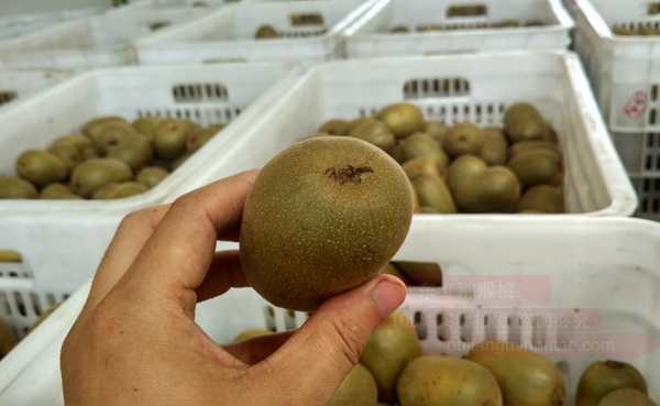 贵州播宏公司种植的品种有东红猕猴桃贵长猕猴桃瑞玉猕猴桃等多个品种