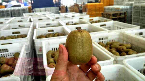 贵州毕节收入了东红猕猴桃收购价格多少钱