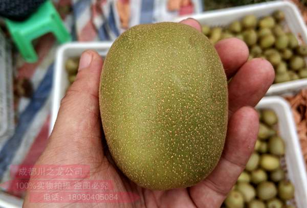 贵州毕节收入了东红猕猴桃收购价格多少钱