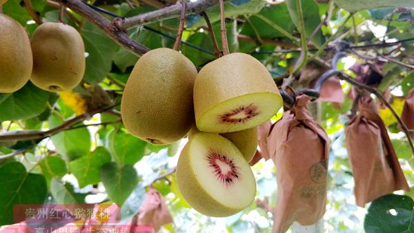 东红猕猴桃在成熟后有一个糖化后熟过程