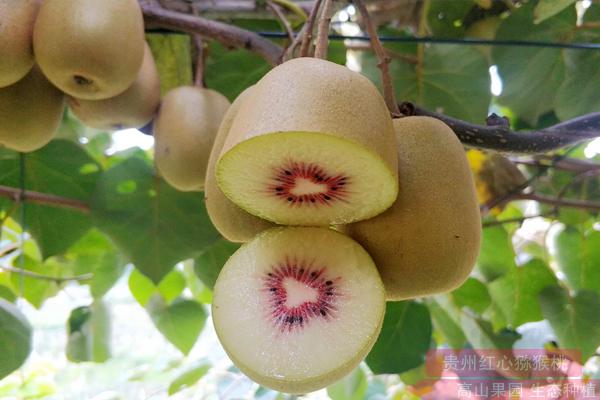 可以带你到成都的红心猕猴桃采摘果园品尝最甜的品种