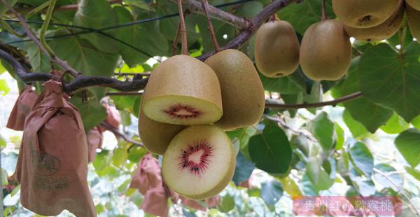 种植我们研发的红心猕猴桃营养钵苗新品种