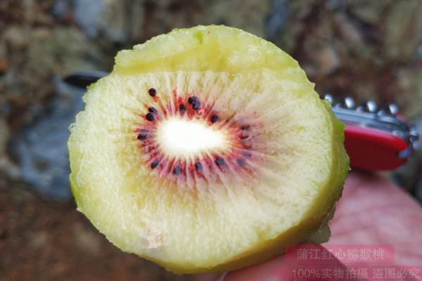 阳光金果G3魅力金果猕猴桃种子较小简单的在果面造成伤疤