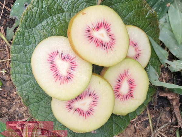 湖南怀化麻阳县青年历经十年种植红心猕猴桃成功 亩产达到一千公斤