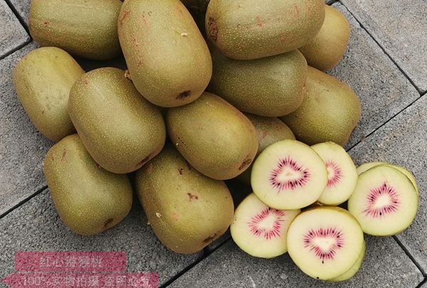 重庆东红猕猴桃嫁接苗繁育基地负责人二次梢留片叶摘心