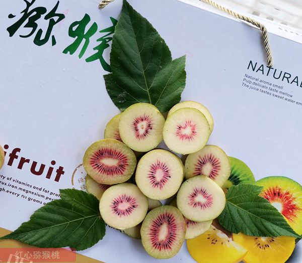 2019年无公害红心猕猴桃的鲜果收购价格也大幅提升