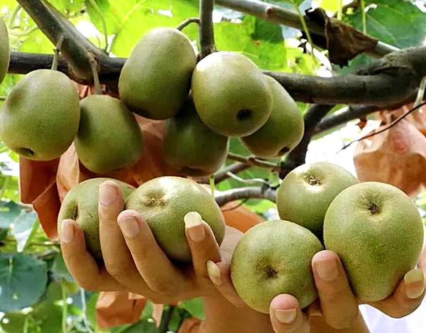 看望慰问2019年红心猕猴桃最好的品种多少钱一斤
