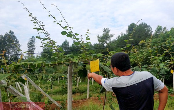 在贵州猕猴桃栽种技术里面介绍的种植行距和株距多少米一株