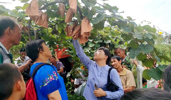 上海和浙江杭州红心猕猴桃批发零售团购价格是多少钱一斤