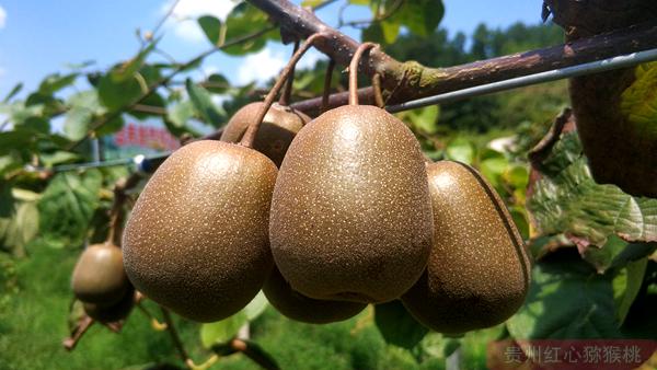 要根据阳光金果g3猕猴桃所需的营养来正确的施肥