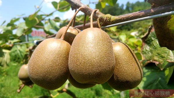 贵州毕节和六盘水在这一个阶段黄心猕猴桃新品种的研发却不尽如人意
