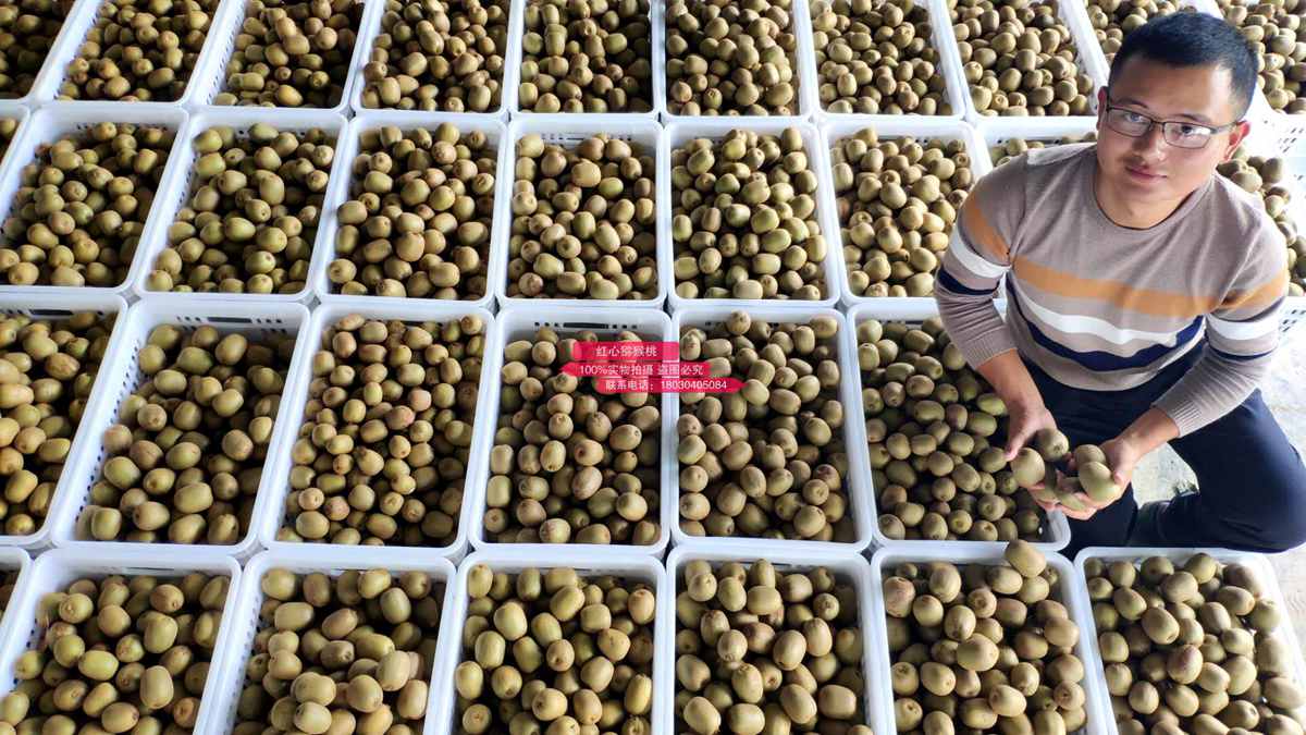 2019年贵州有机红心猕猴桃种植受到业主的重视