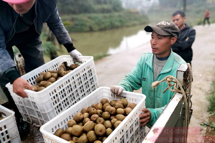 贵州哪里有猕猴桃果苗出售要多少钱一株通过