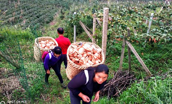 陕西周至县组建了“楼观镇周一村猕猴桃协会”调整奇异果品种