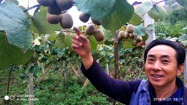 优良奇异果品种仅售50万 中国猕猴桃“卖身”新西兰