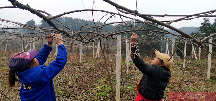 贵州修文贵长猕猴桃和普通绿心猕猴桃区别增加农民收入